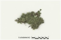 藏品(南亞孔雀苔)的圖片